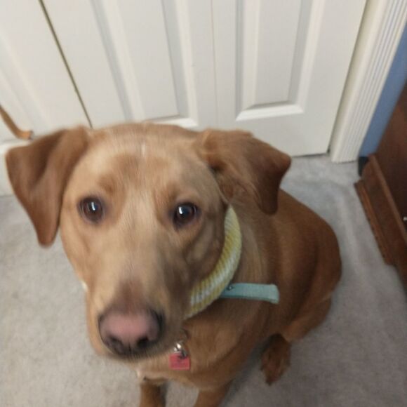 Small Pet Scarf Cat Dog Clothes Knit Infinity  Holiday Winter Pull Over … - Picture 3 of 6